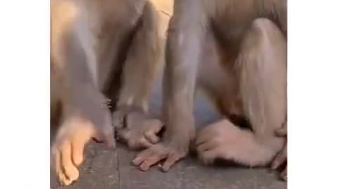 Funny monkey