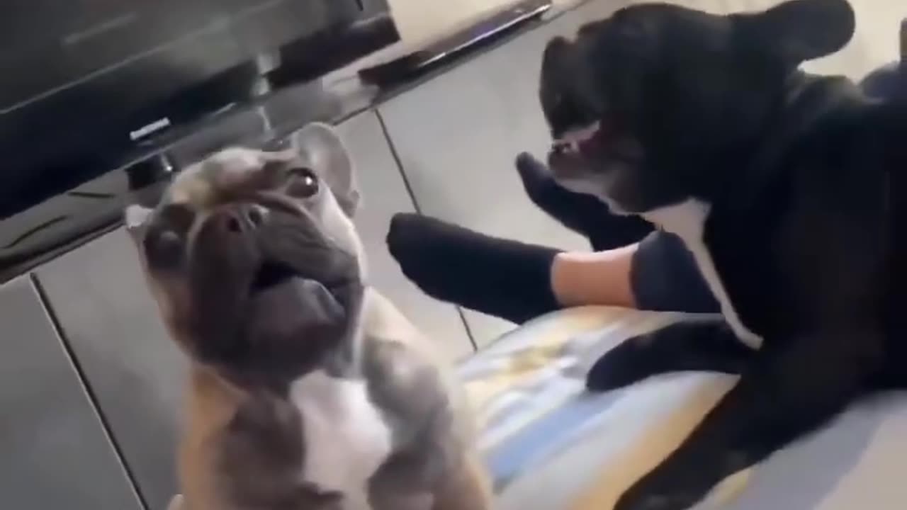 Funny Dog 2