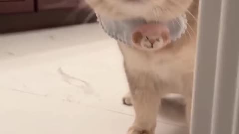 Cute cat