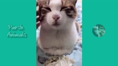 Funny animals - funny cats /dog - funny animal videos best videos of April 2023