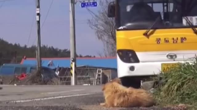 A dog waiting for its owner all day