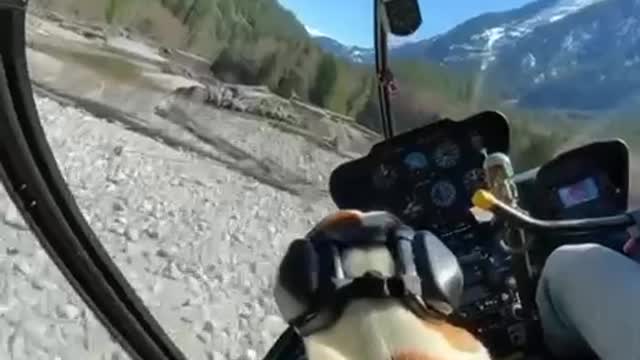 Helicopter flight with dog