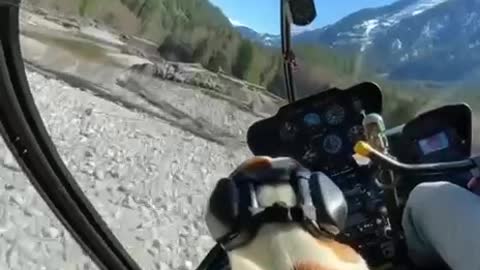 Helicopter flight with dog