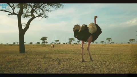 Zalika the hyenas fight an ostrich