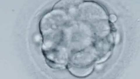 Embryo development