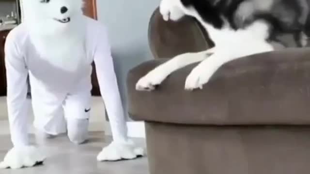 Funny moments with Husky dog | husky dog funny video