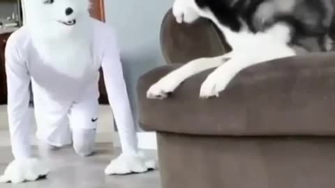 Funny moments with Husky dog | husky dog funny video