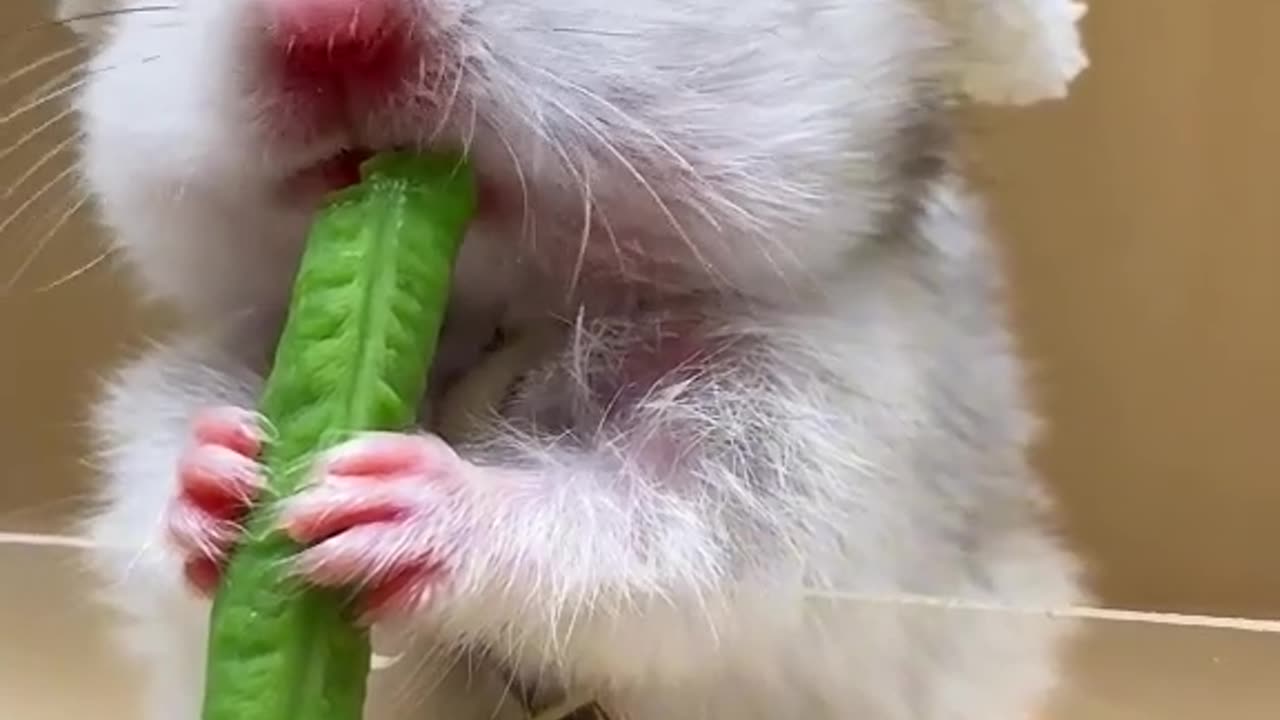 Animal eating food