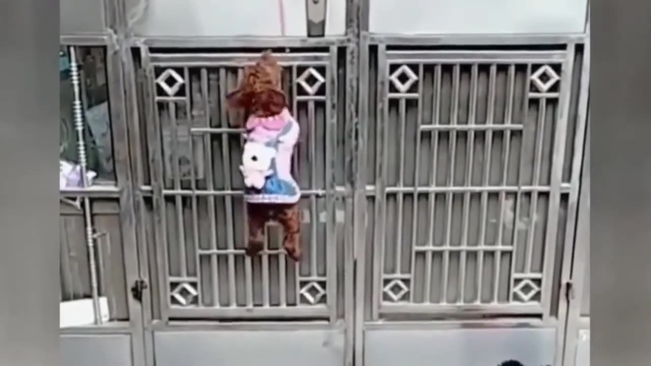 Funny animals