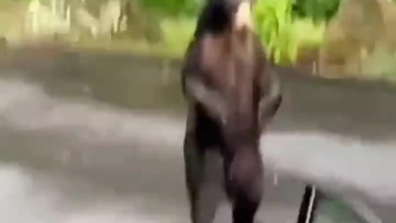 Funny animals