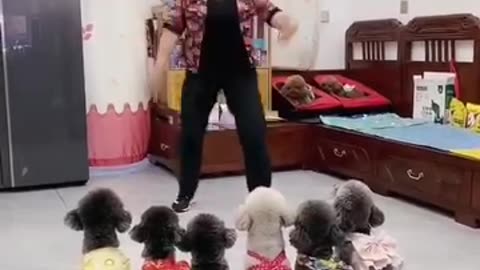 Funny dogs dance with lady