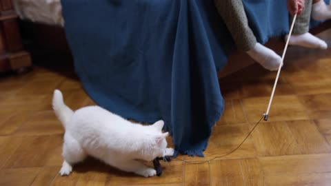 Funny pet cat