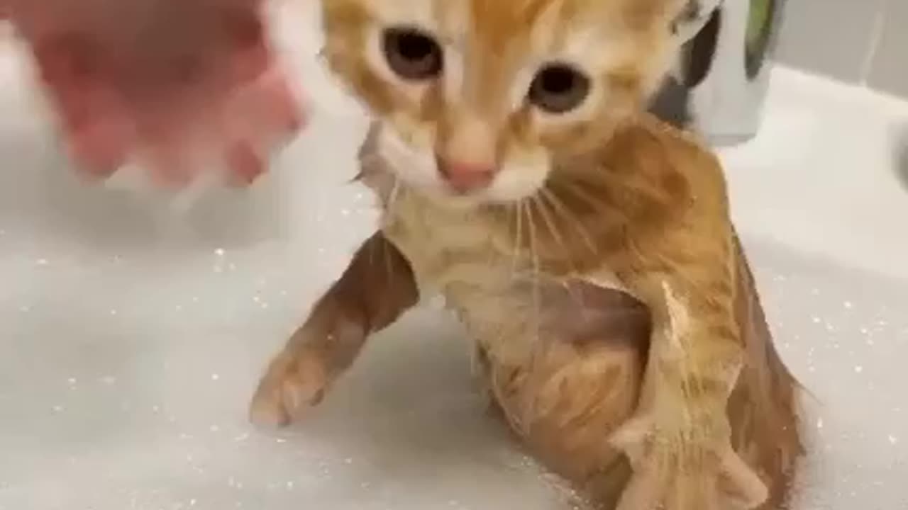 Cute kitten is bathing.