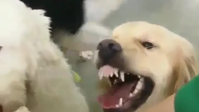 A dog who likes playing