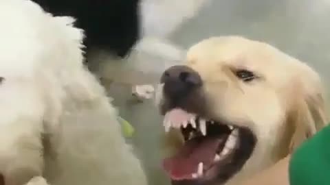 A dog who likes playing