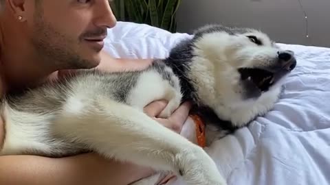 Mom wants to cuddle with Cute husky