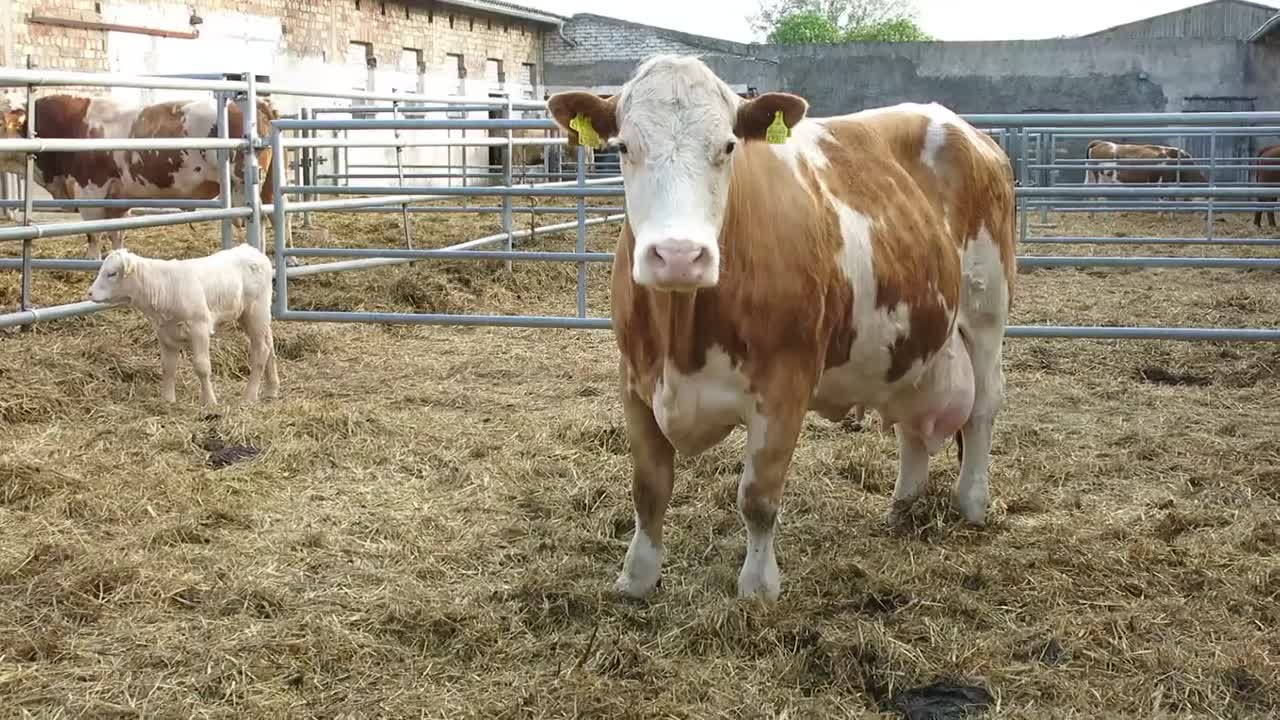 Cattle farm big yellow cattle and small cattle