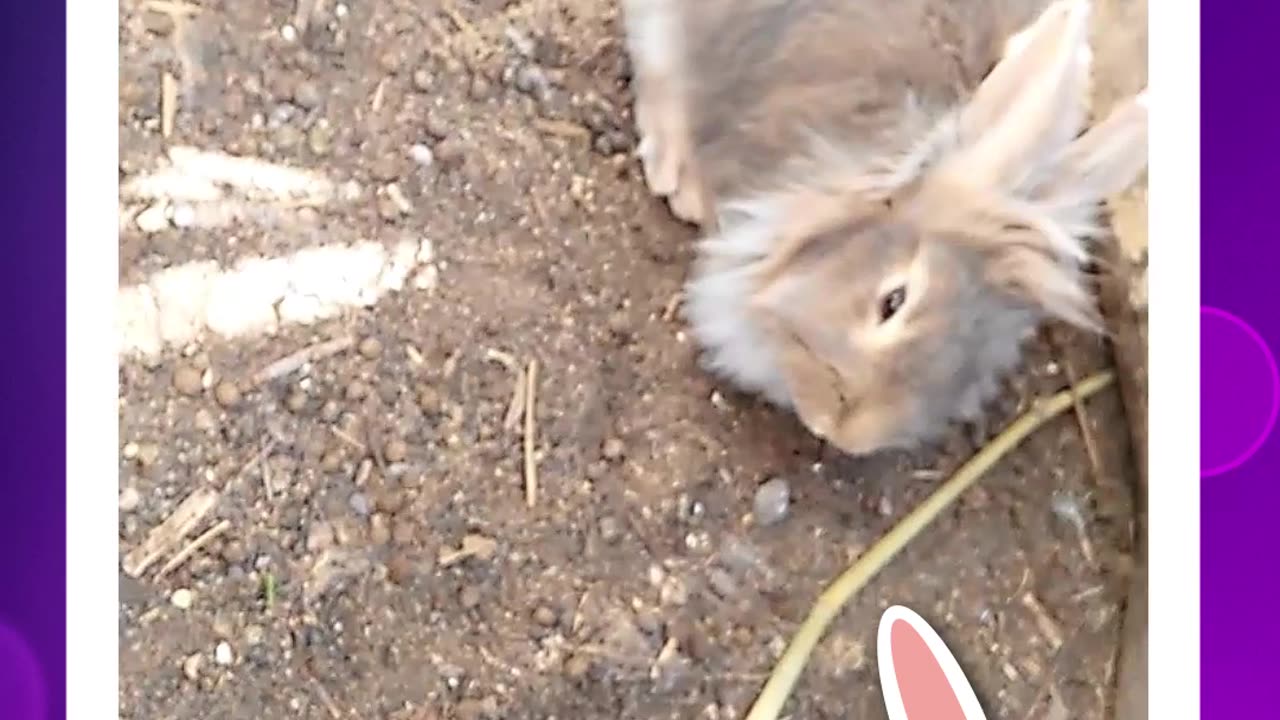 cute rabbit party