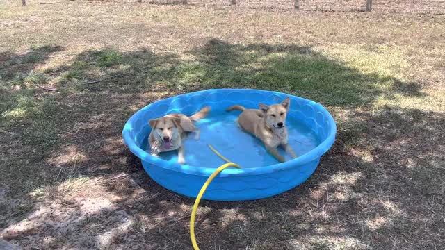 30 Seconds Dogs in a Kitty Pool