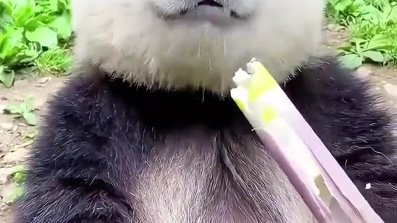 This Panda is very hungry...