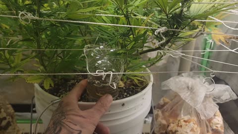 How to water plants properly. WEED