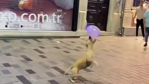 Meet the happiest dog ever in Istanbul 🐶🎈❤️