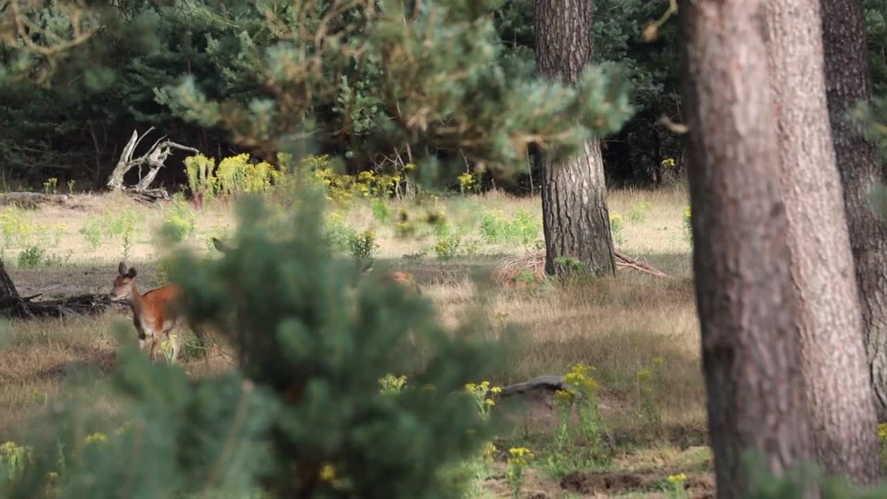 Edelherten lopend door bos en zwijn _ 2021 _ Veluwe _ 4K