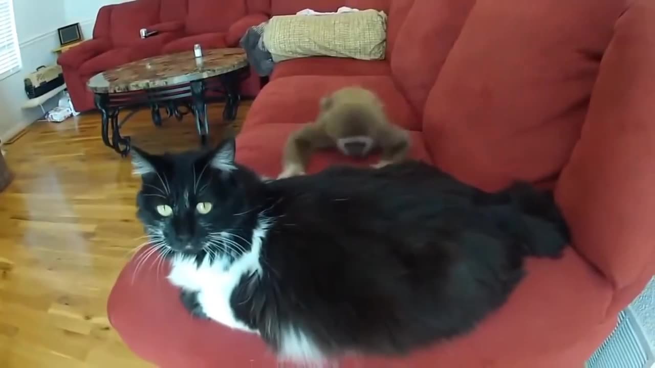 Funny monkey vs cats