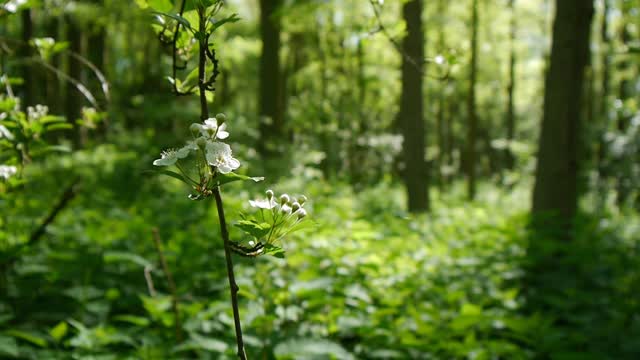 Nature sounds Meditation forest sounds of birds singing relaxation - 4 minutes