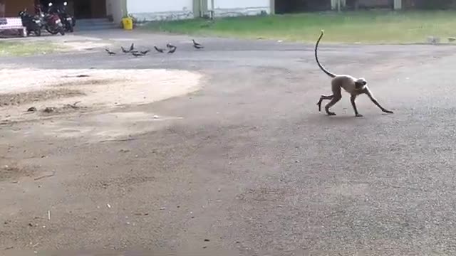 Dogs attack monkey