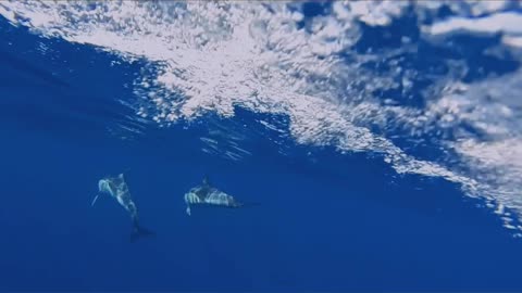 Dolphins swimming