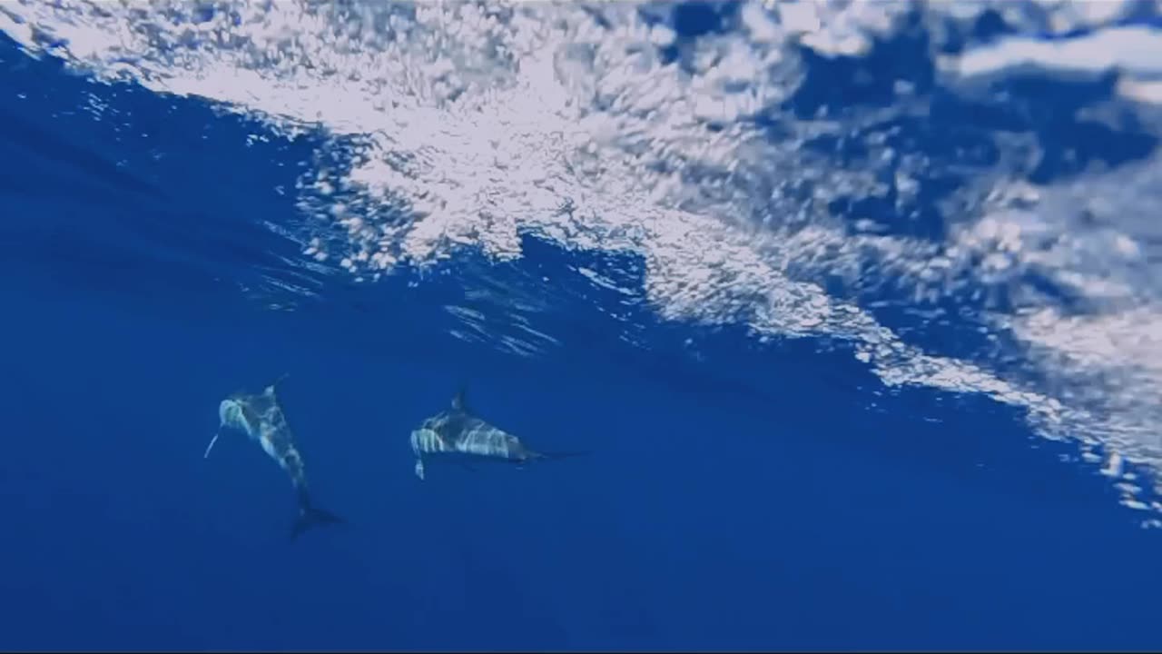 Dolphins swimming