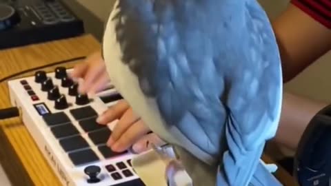 Little Cockatiel sings to the beat #parrot #bird #pet #cockatiel #cute