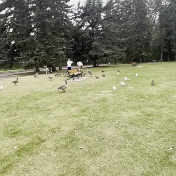 playing with birds