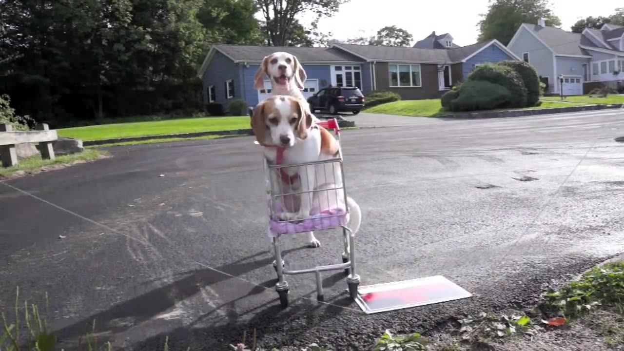 Dogs' Epic Shopping Cart Voyage: Funny Dogs Maymo & Penny