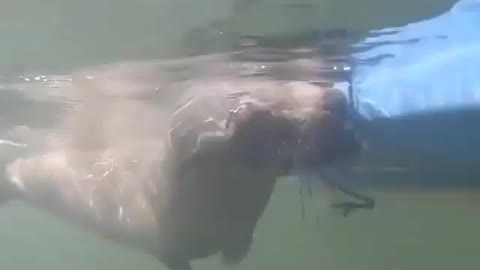 This is a beautiful and charming water-dwelling species