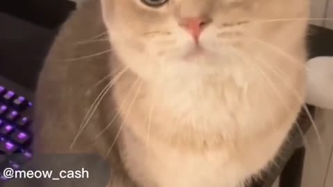 Video Funny Cats 44