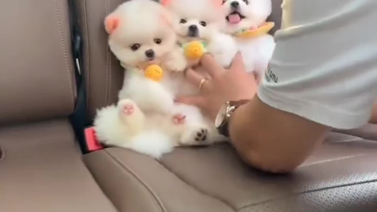 Quite Dog 🐶 video must watch 🐶😻❤️🥰