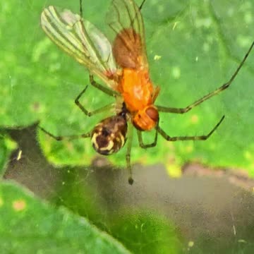 A beautiful spider eats an insect in its web.