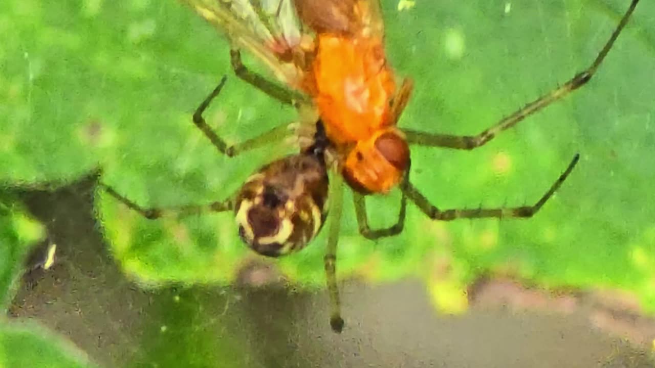 A beautiful spider eats an insect in its web.