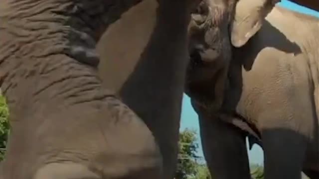 Elephant family dines on enormous pumpkins at the Oregon Zoo