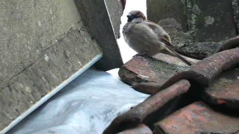 House SPARROWS