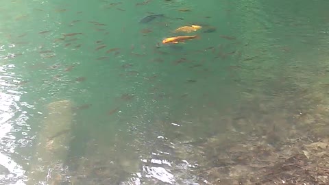 Beautiful Fish in water