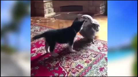 New Funny animal moments 2022