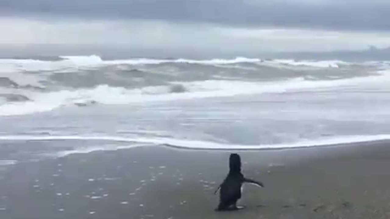 Penguins