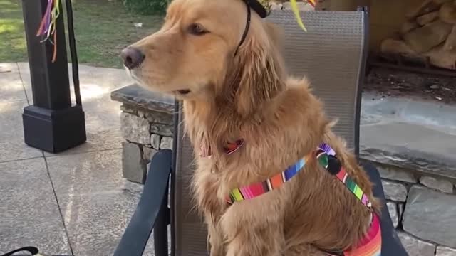 Owner Feeds Treat to Dog While Celebrating Their Fourth Birthday