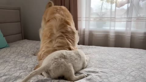 Puppy Demands Attention From Golden Retriever