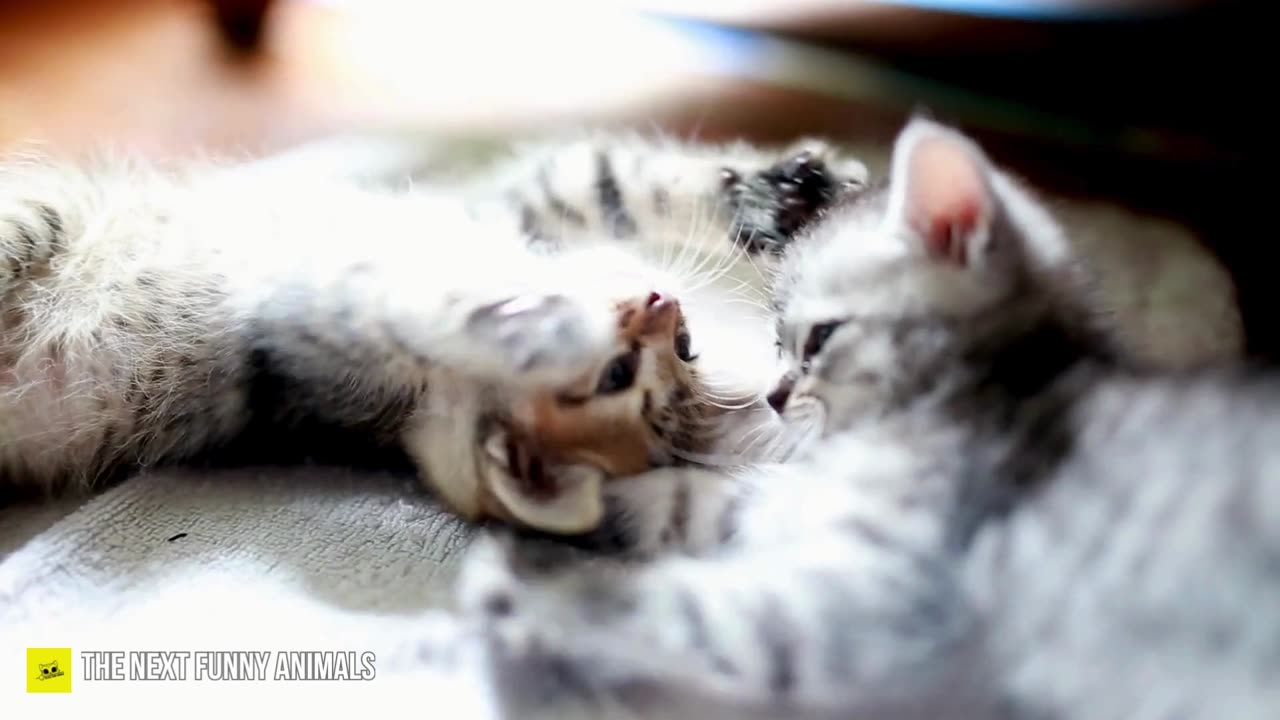 Beware Of My Newborn Cat | Cute & Funny Animals