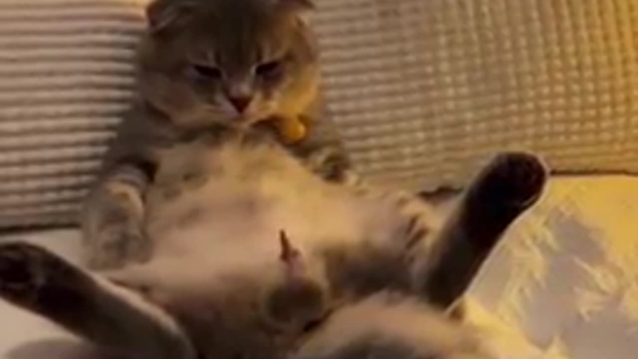 Funny animals ! Funny animals 2023