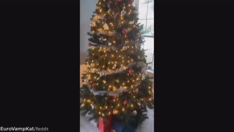 Funny Cats